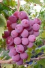 fresh red global grape