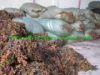 Sargassum Seaweed Raw Material