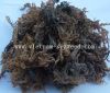 Dried Eucheuma cottonii Seaweed