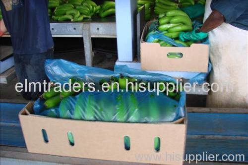 Fresh Green Cavendish Banana