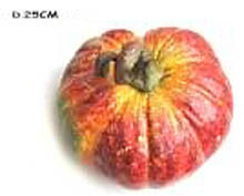 Artificial Decoration Real touch Pumpkin