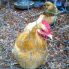 chicken netting metal mesh