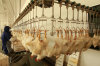Chicken slaughter machine poultry processing line
