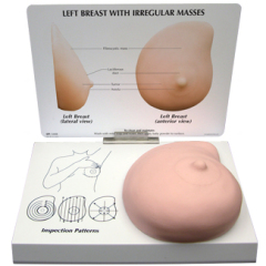 Human Breast Cancer Self-Exam Model