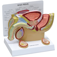 Human Male Pelvis with Testicles Model,pharmaceutical promotion model