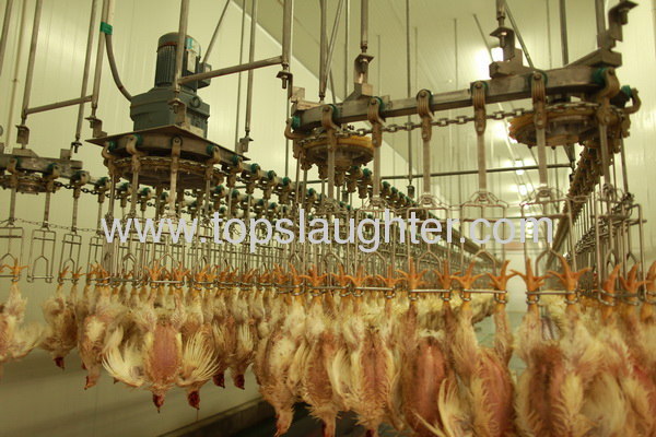 Poultry slaughtering and bleeding line