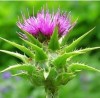 Milk Thistle P. E.