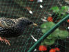 Anti- Bird Netting/anti-bird net