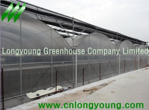 Gothic Plastic Film Multi-Span Greenhouse