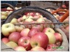 shaanxi Fresh gala apple