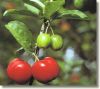 Acerola Extract-Oak Leaf Cherry Extract