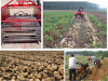 Best selling double rows and single row potato harvester for Farm Use