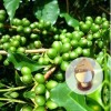 green coffe bean extract