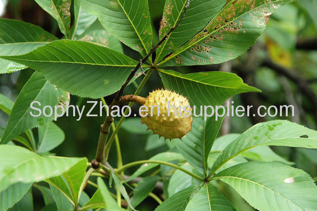 Horse Chestnut Seed Extract