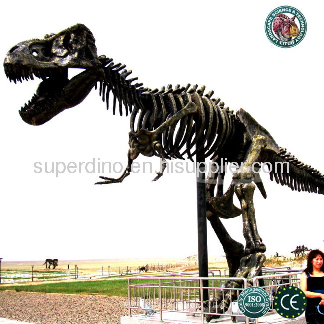Life Size Fiberglass Dinosaur Skeleton 