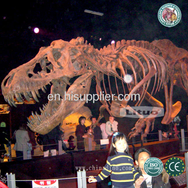 Fibergalss Dinosaur Fossil Skeleton Replica