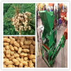 Low crushing rate picking machine groundnut picker