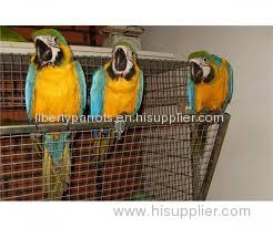 Macaws, African Greys, Cockatoos, Other Exotic Parrots and Fertile Eggs for sale.