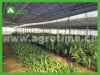 CMA3212commercial greenhouse for agriculture