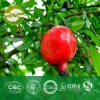 pomegranate peel extract polyphenols