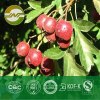 hawthorn leaf extract Flavonoids