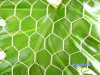 poultry chicken netting fence
