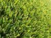 Monofilament Synthetic Soccer Grass for homes , ,residences , sportsand