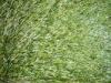 Coloring Artificial Grass Lawn For Sports / Football Field