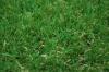 3/8'' Gauge Artificial Grass Lawn , 40mm for landscaping , roof