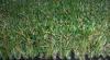 Recycled Garden eco friendly Artificial Grass , imitation grass lawns
