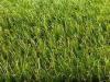 Monofilament Decorative forever green Artificial Grass / artificial turf