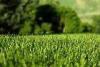 Colored landscaping artificial grass 36mm for garden / park
