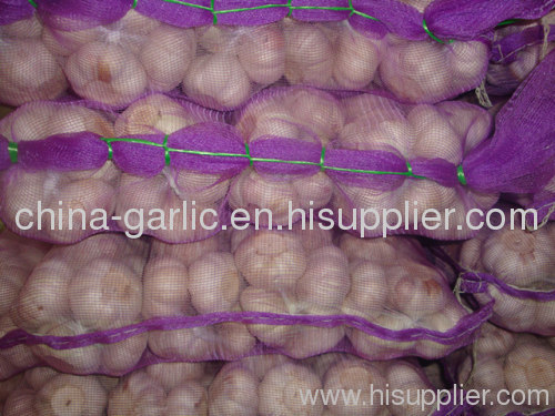 China white fresh garlic