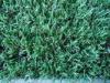 8800Dtex 15mm PE + PP Garden Artificial Grass With Gauge 3/8''