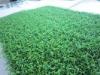 Nylon Fake Cricket Pitch Grass , Outdoor Artificial Grass Lawns
