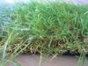 Recycled UV Resistant Balcony Artificial Lawn Grass For Landscaping