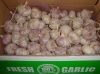 China white fresh garlic