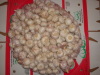 fresh regular white garlic