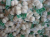 fresh pure white garlic