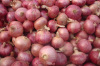Supplier Chinese fresh red onions