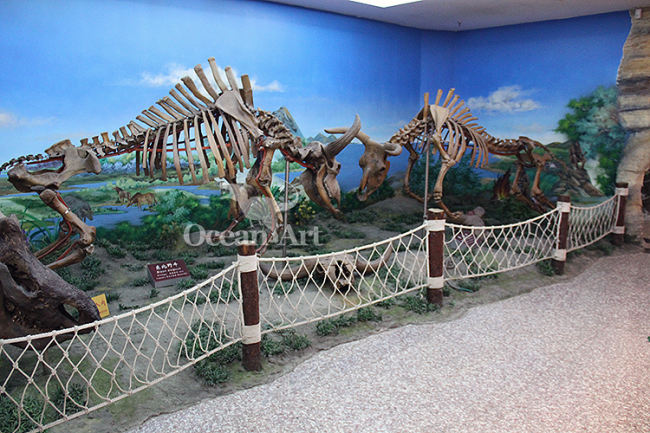 Life size animal skeleton for exhibition