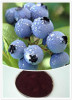 China Bilberry Leaf Extract