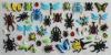 3D Foam Insects Puffy Stickers , Personalized Black Spider / Butterfly