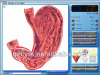 2013 newest Physical examination health analyzer--New arrival 3D-NLS tester System health analyzer
