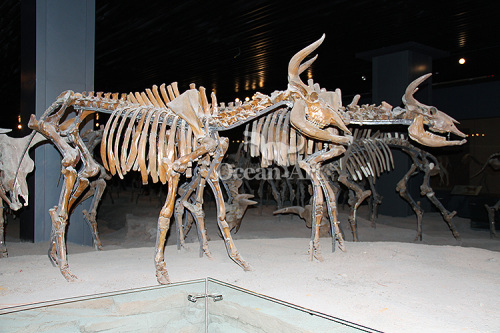 Life size animal skeleton for exhibition