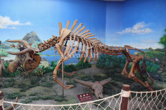 Zigong life size fiberglass animal skeleton