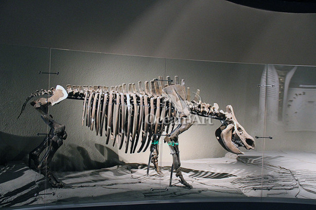 Prehistoric Simulation Animal Skeleton Model