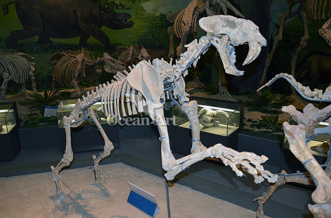 Simulated animal skeleton of Machairodus