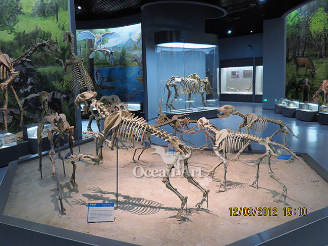 Simulated animal skeleton of Machairodus