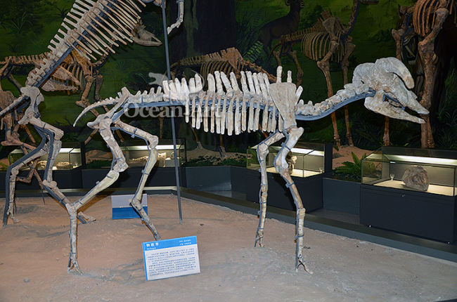 Artificial skeleton animal show